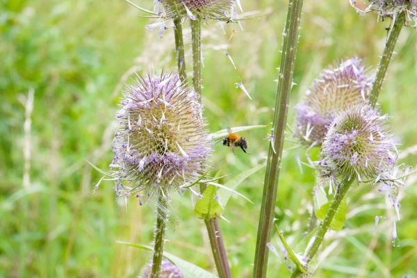 bees and thistles